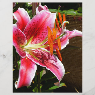 Stargazer Lily Photograph