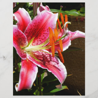 Stargazer Lily Photograph