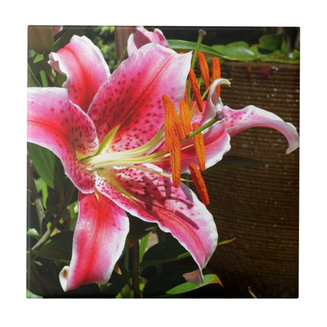 Stargazer Lily Photograph Ceramic Tile (Front)