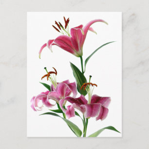 Stargazer Lily Postcard