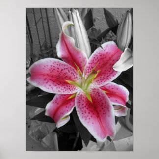 Stargazer Lily Poster