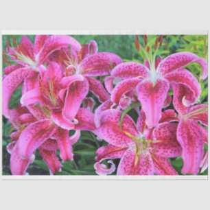Stargazer Oriental Lilies, full flowers Tissue Paper