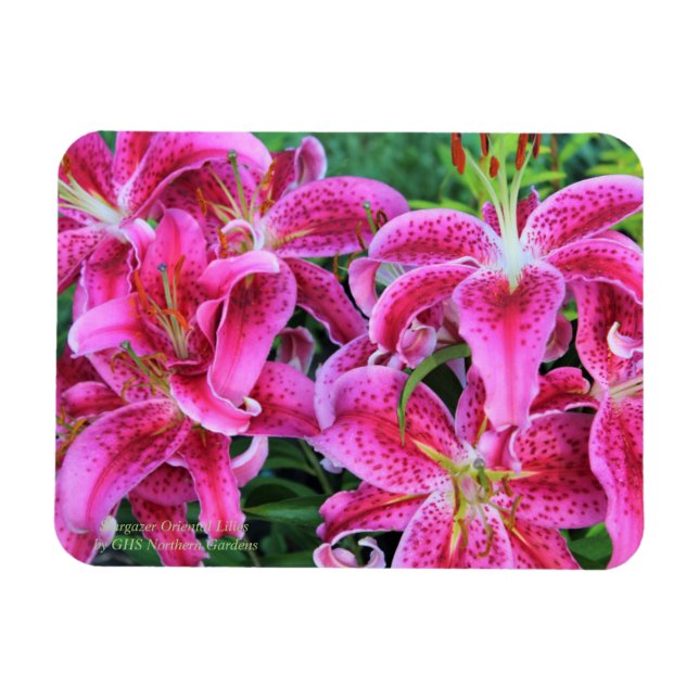 Stargazer Oriental Lilies Magnet (Horizontal)