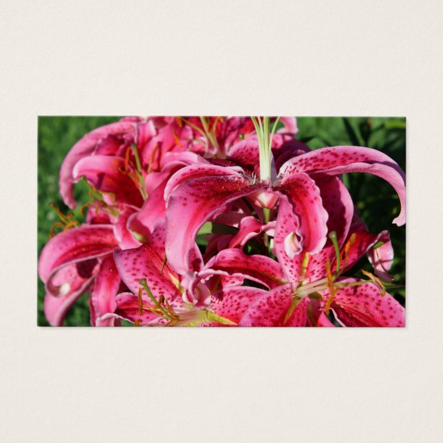 Stargazer Pink Oriental Lilies (Front)