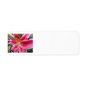 Stargazer Return Address Label