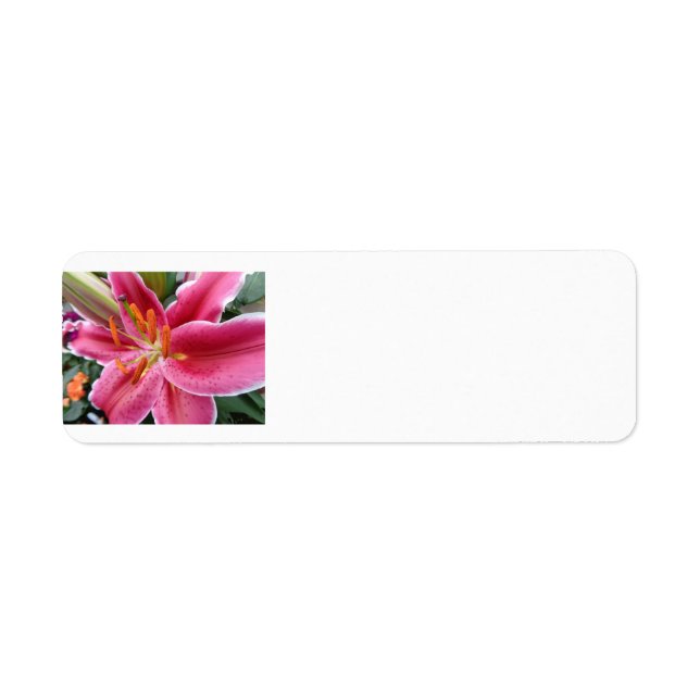 Stargazer Return Address Label (Front)