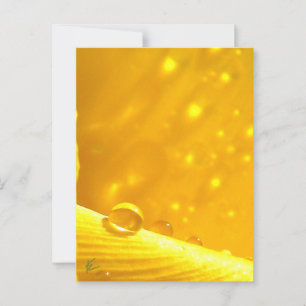 Stargazing Dew Drops on Yellow Daffodil Postcard
