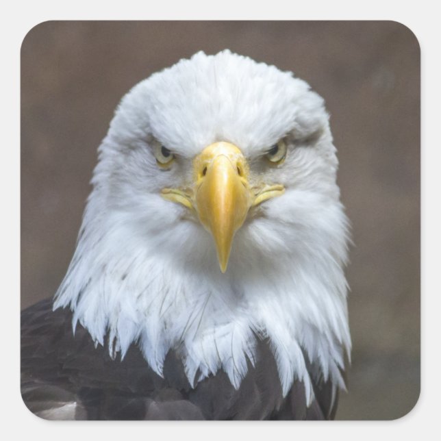 Staring Bald Eagle Square Sticker (Front)