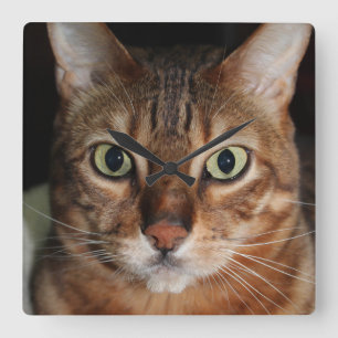 Staring Bengal Cat, Add Your Own Meme Square Wall Clock