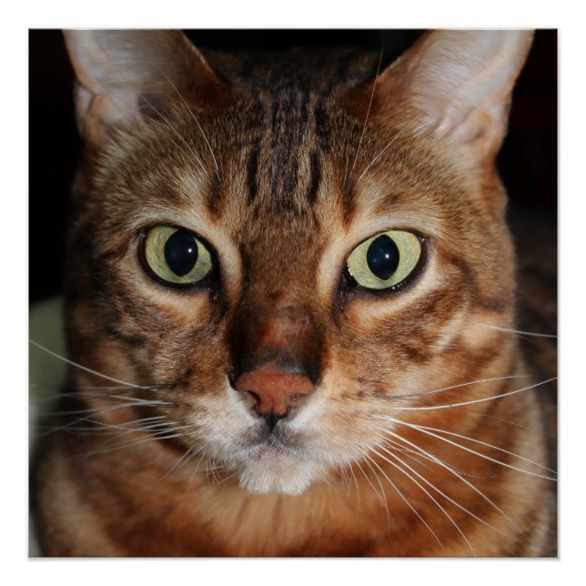 Staring Bengal Cat Gloss Poster, Photo Wall Art (Front)