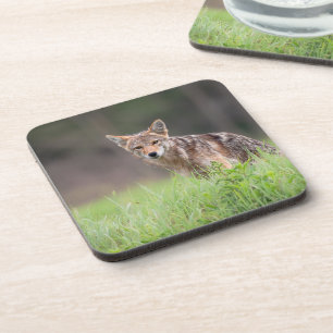 Staring Brown Coyote, On a Field Coaster