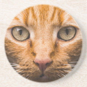 Staring Cat sandstone coaster