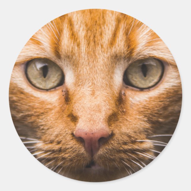 Staring Cat stickers (Front)