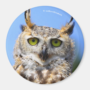 Staring Contest with a Beautiful Great Horned Owl Magnet