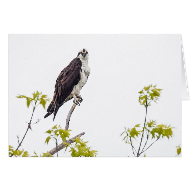 Staring Osprey (Front Horizontal)