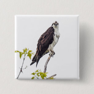 Staring Osprey 15 Cm Square Badge