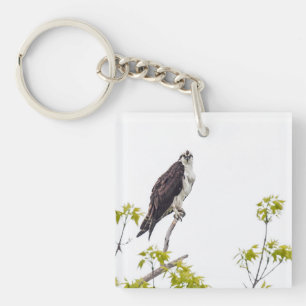 Staring Osprey Key Ring