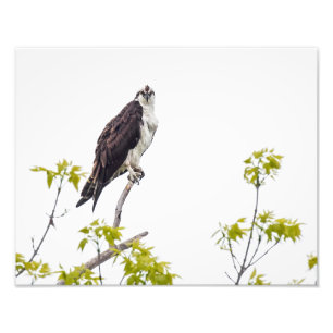 Staring Osprey Photo Print