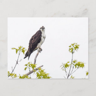 Staring Osprey Postcard