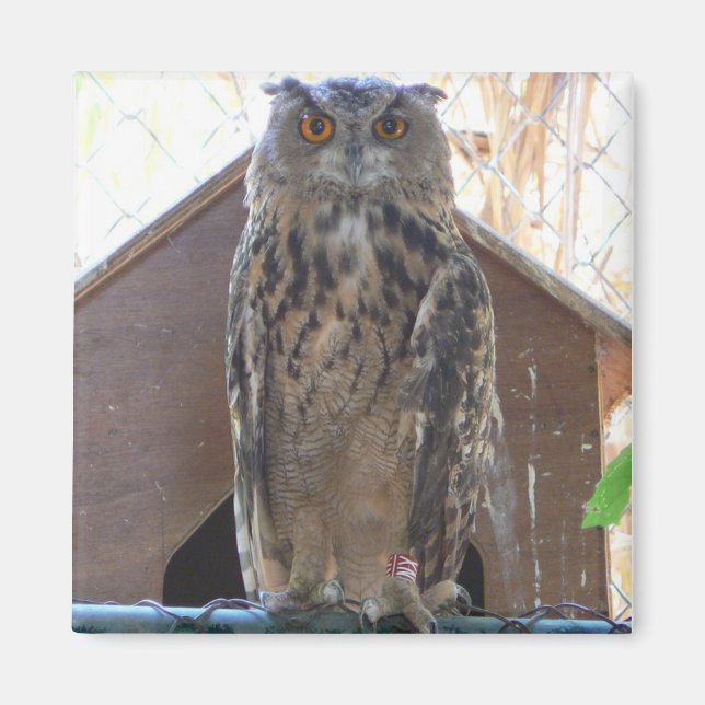 Staring owl magnet (Front)