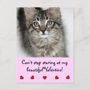 Staring Valentine Kitten Postcard
