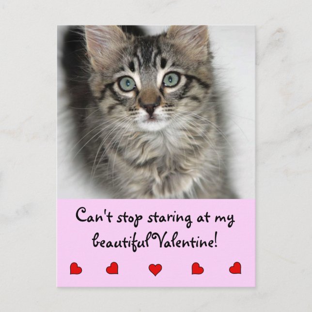 Staring Valentine Kitten Postcard (Front)