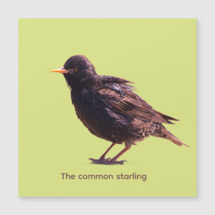 Starling 