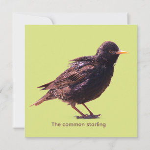 Starling 