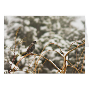 Starling bird in the Snow