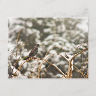 Starling bird in the Snow Postcard