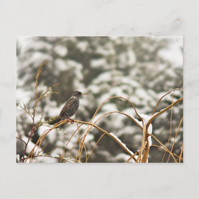 Starling bird in the Snow Postcard (Front)