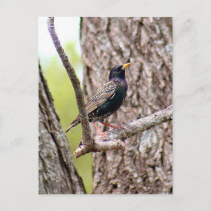 Starling Bird Photo Postcard