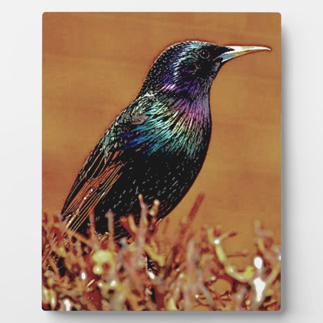 Starling Bird Photograph Plaque (Front)