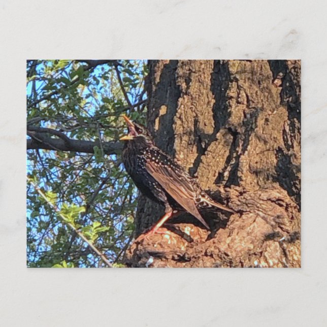 Starling Bird Postcard (Front)