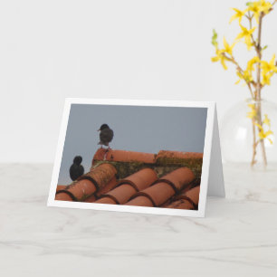 Starling Birds on Rooftop Card