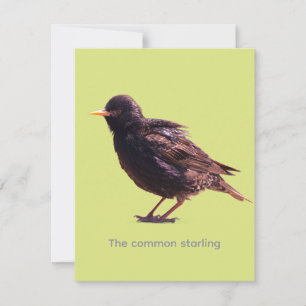 Starling card