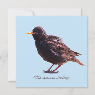Starling holiday card