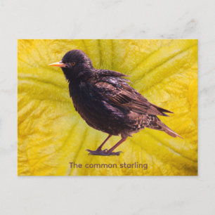 Starling  holiday postcard