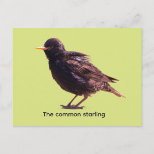 Starling holiday postcard