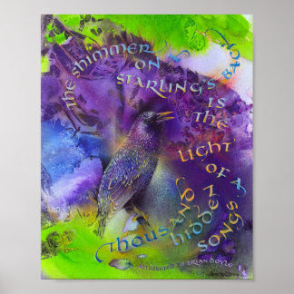 Starling illustration & calligraphy poster