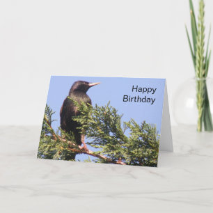 Starling in a Spruce Tree Custom Birthday Card