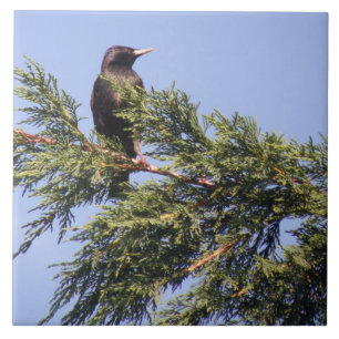 Starling in a Spruce Tree Tile