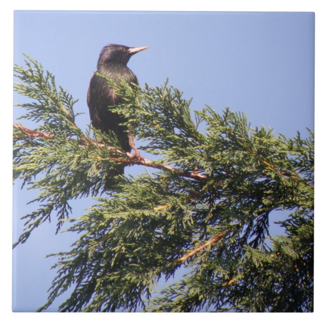 Starling in a Spruce Tree Tile (Front)