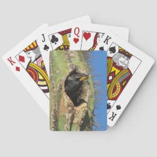 Starling in Saguaro Cactus Photo Southwest Bird Playing Cards
