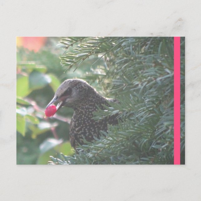 Starling in Yew-Tree DIY Postcard (Front)
