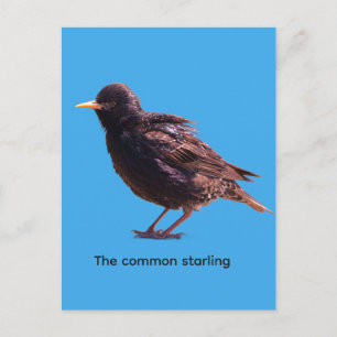 Starling invitation postcard