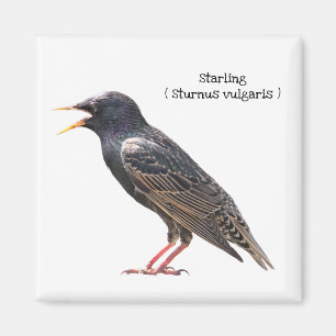 Starling Magnet