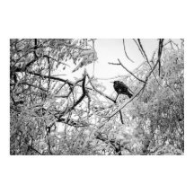 Starling on a frozen tree