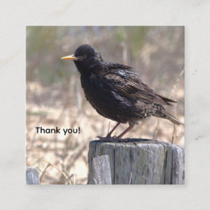 Starling on a Wooden Post Enclosure Card