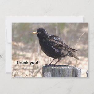 Starling on a Wooden Post Thank You Card